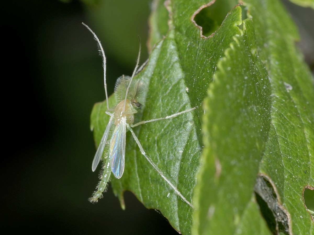 Chironomidae